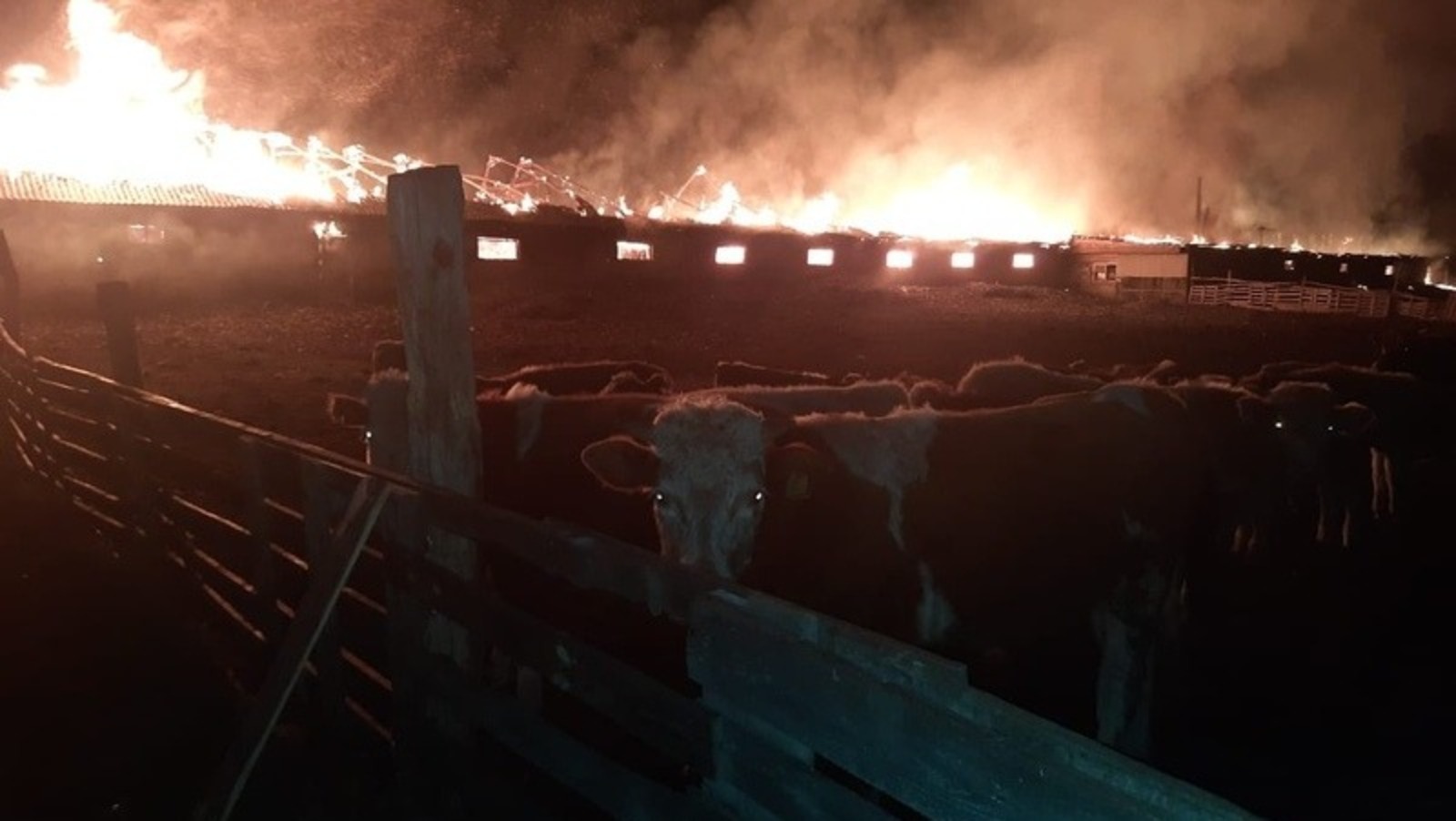 Ночью в Башкирии загорелось здание фермы с коровами и козами