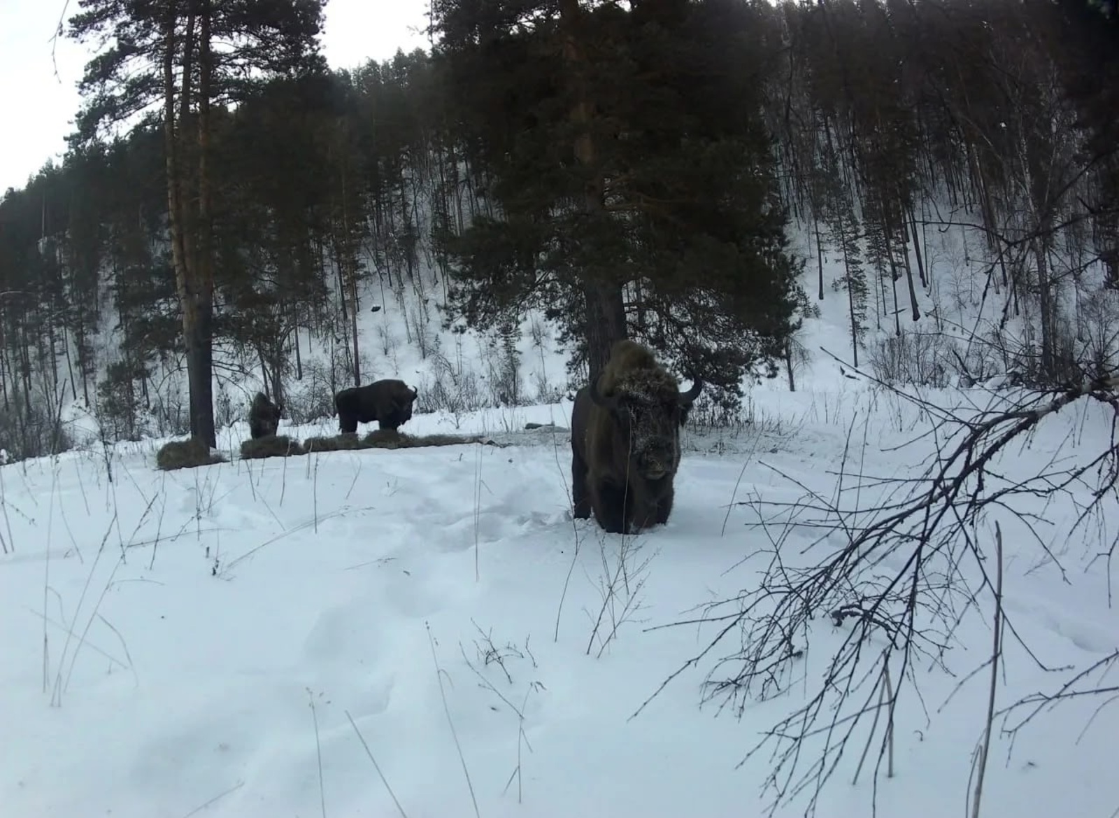 Краснокнижные зубры уверенно осваивают леса Башкирии