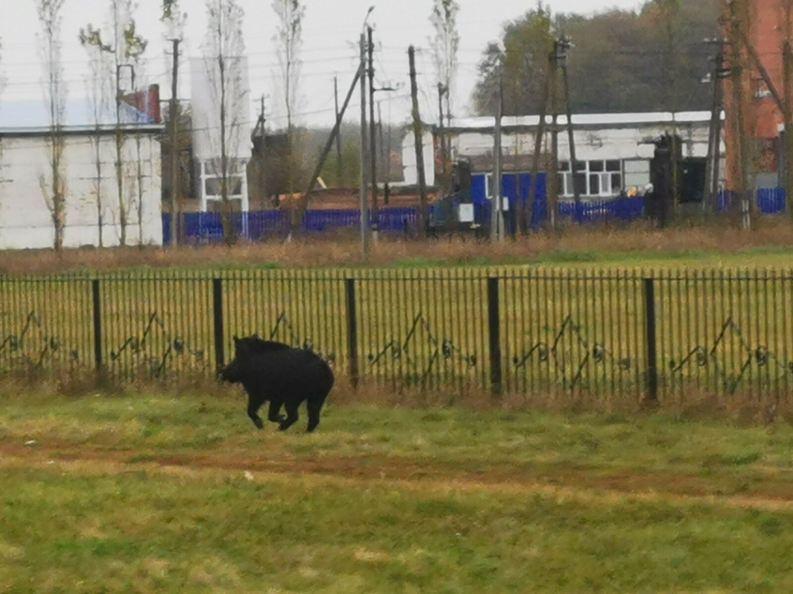 В Башкирии зверь с пятачком вышел из леса