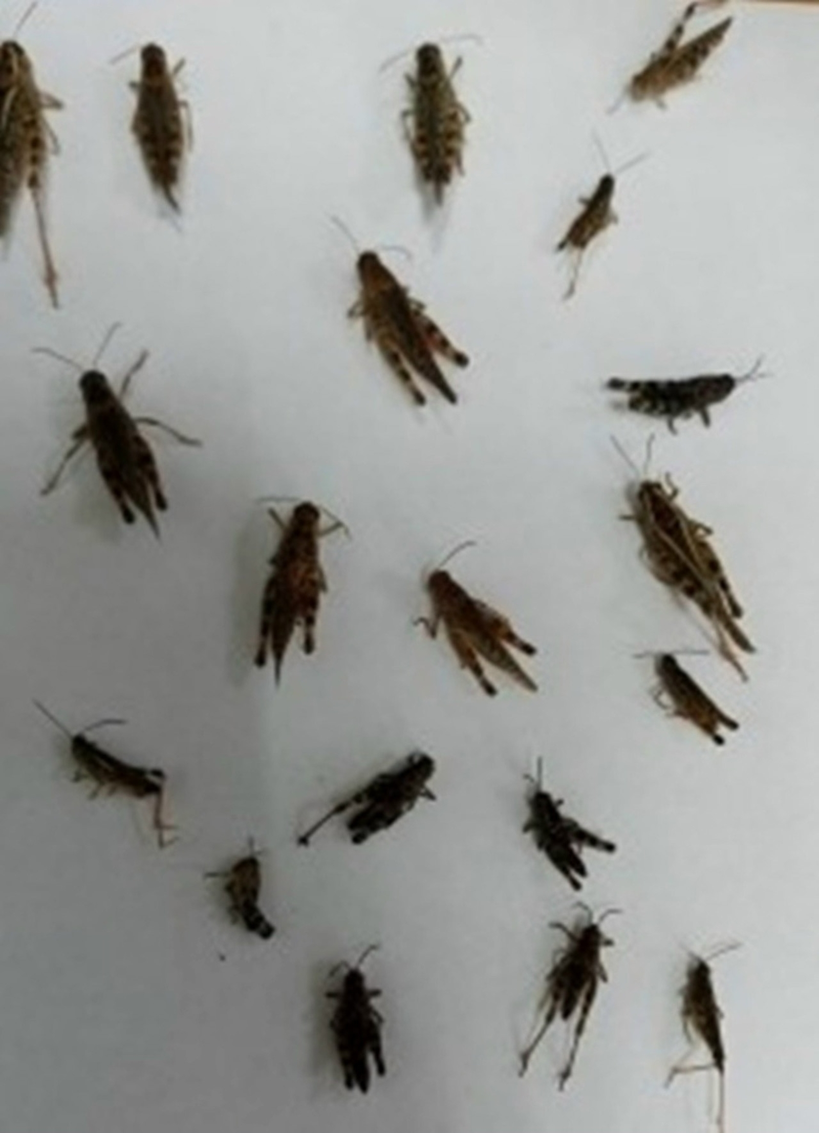 Странные насекомые появились на полях в Башкирии