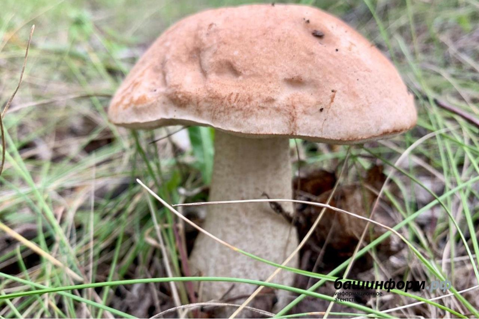 В Роспотребнадзоре предупредили о риске отравления грибами