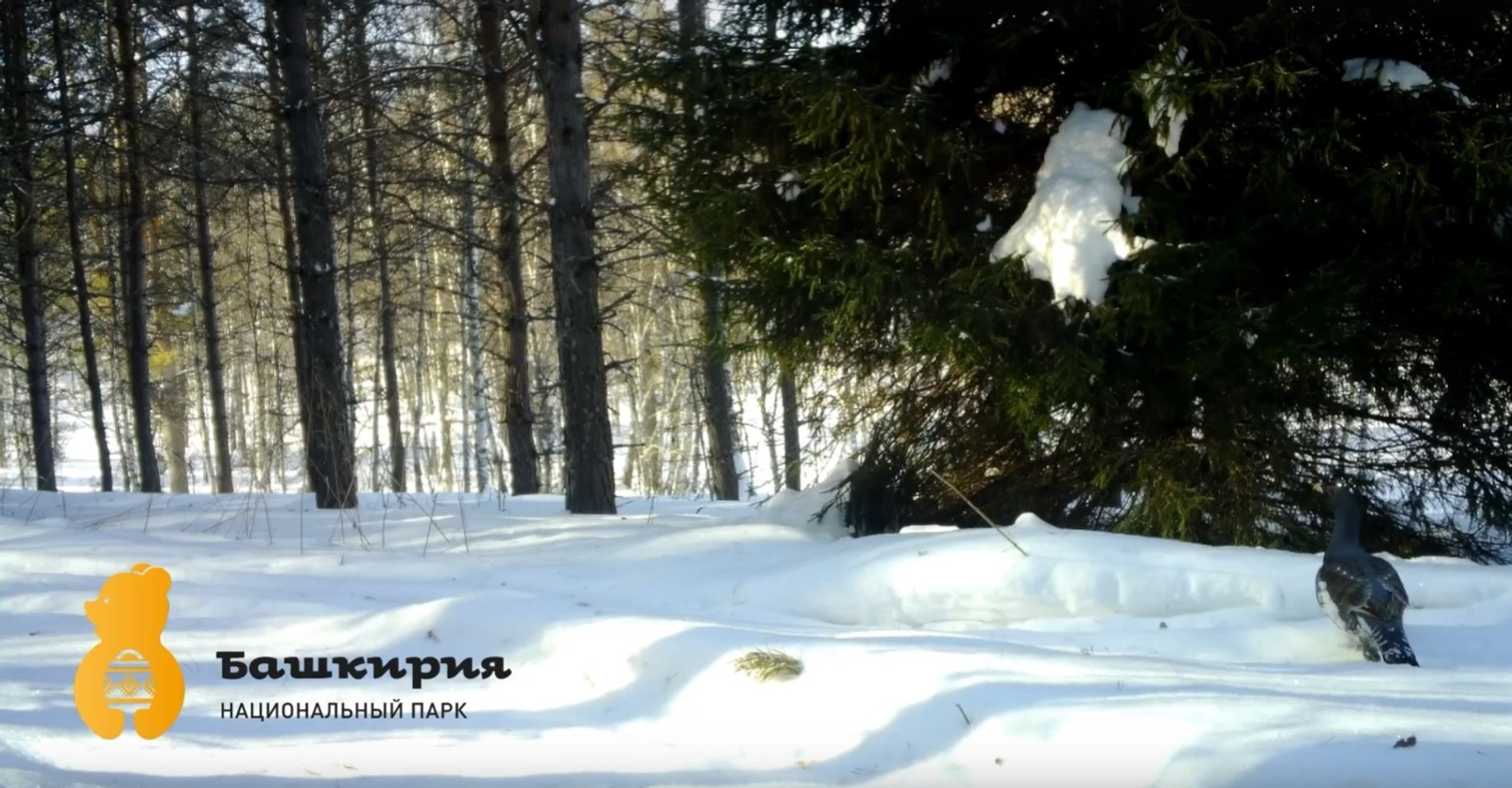 Фото: скриншот / видео нацпарка «Башкирия»