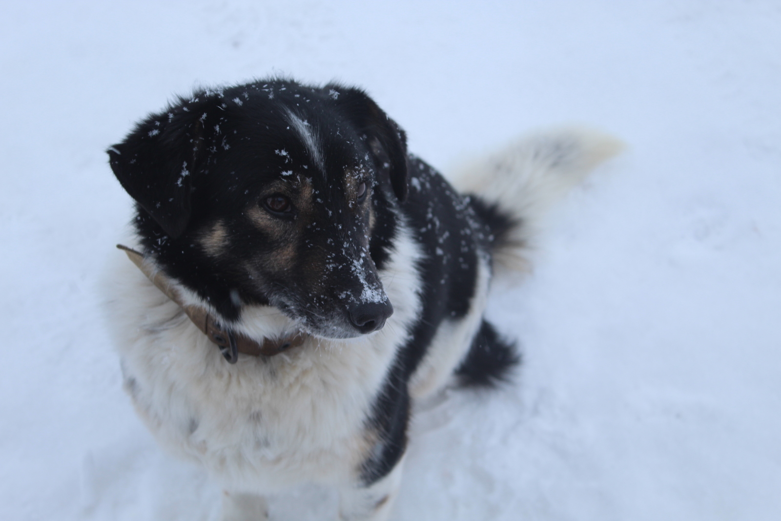 Зульфия Сидорова  Почем собачье счастье