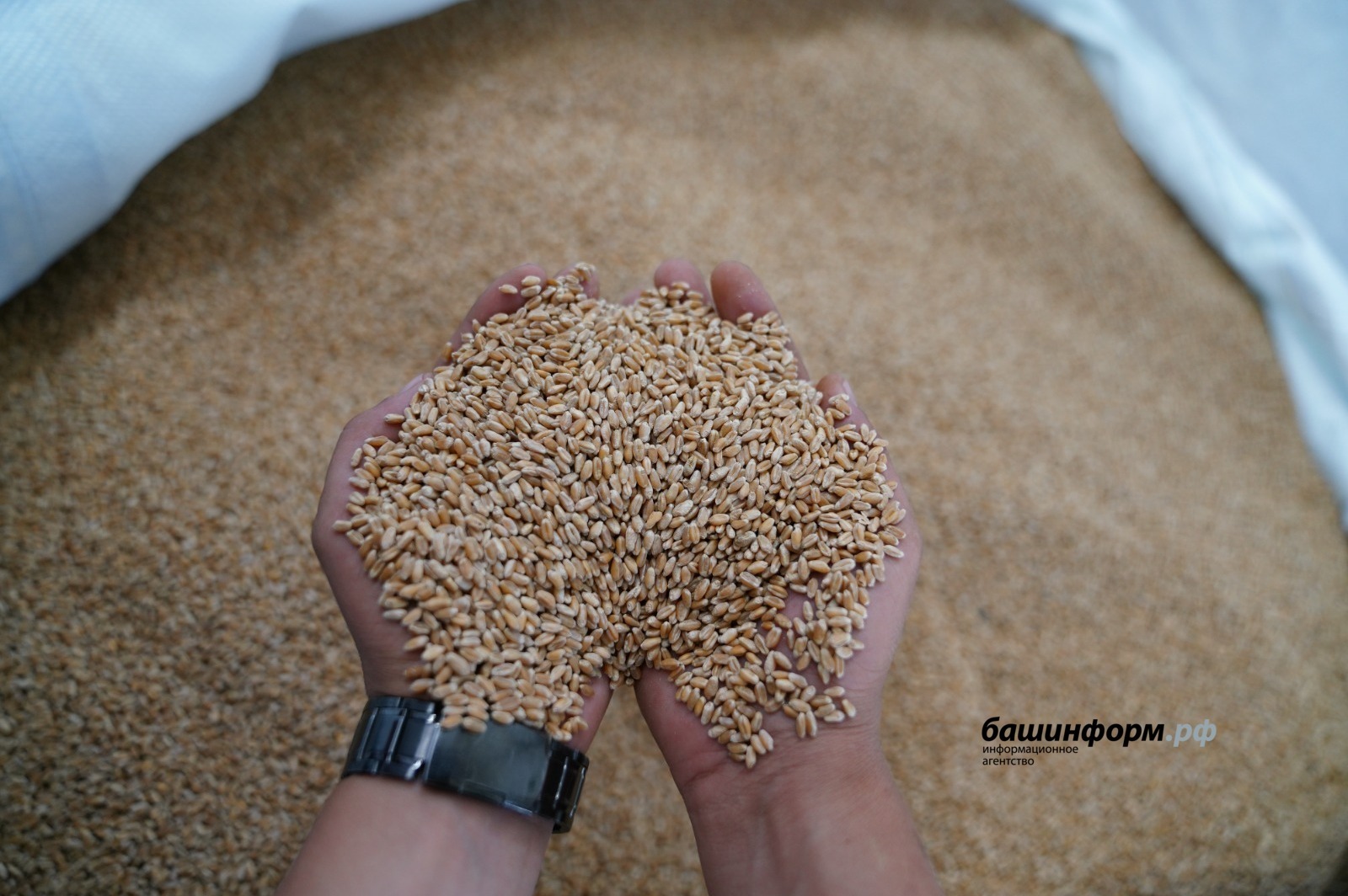 Урожай зерна в Башкирии достиг 3,1 млн тонн