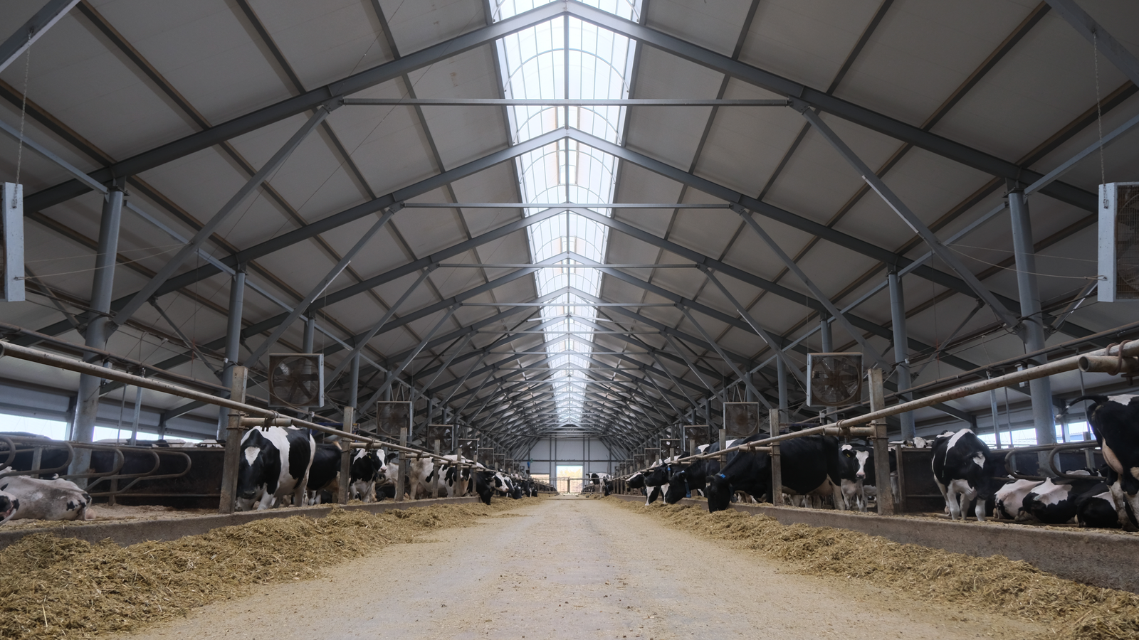 В Башкирии в 2025 году заработают 5 современных молочных ферм