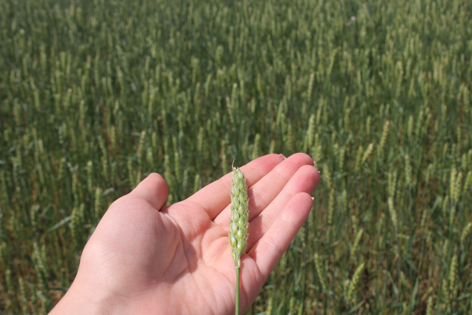 Производитель биопрепаратов из Башкирии экспортировал продукцию в Монголию