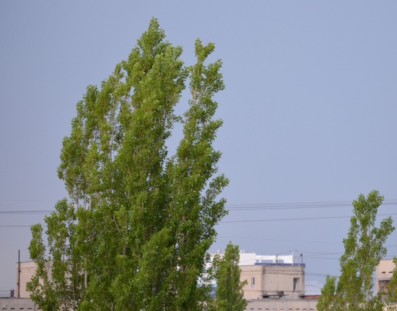 МЧС по Башкирии предупреждает об опасной жаре, грозах и тумане
