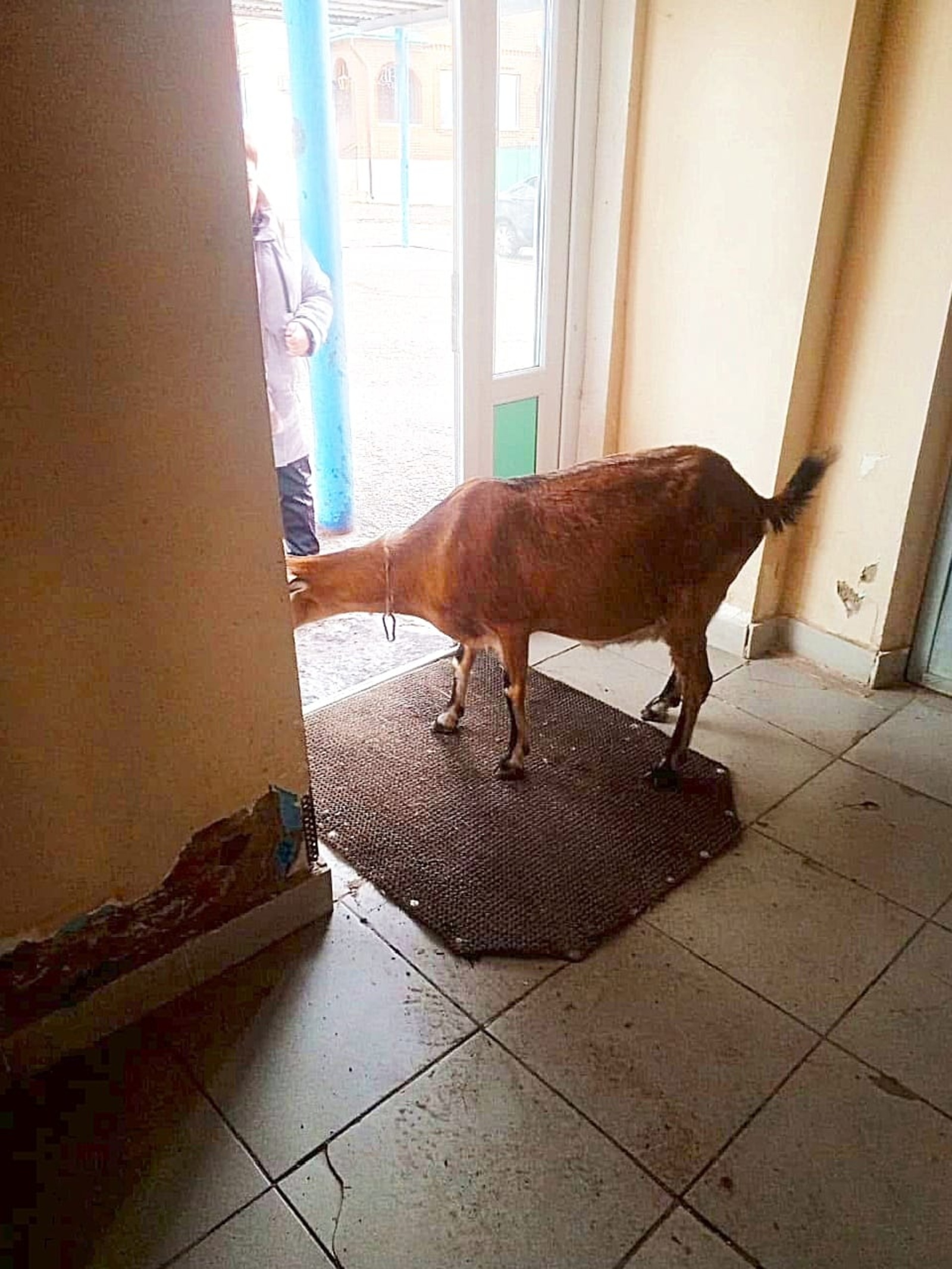 очевидцы Коза  в Аургазинском районе Башкирии решила воспользоваться услугами автовокзала