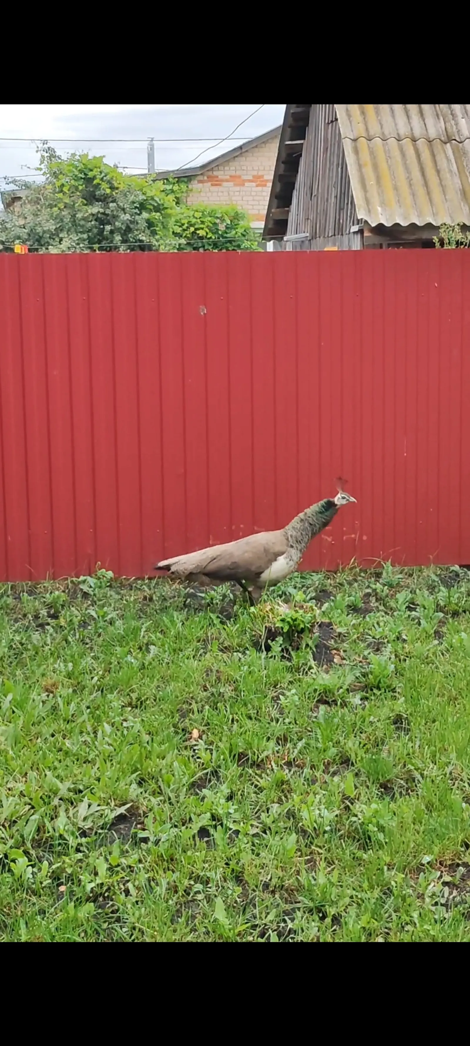 Павлины вновь сбежали от хозяев в Аургазинском районе Башкирии