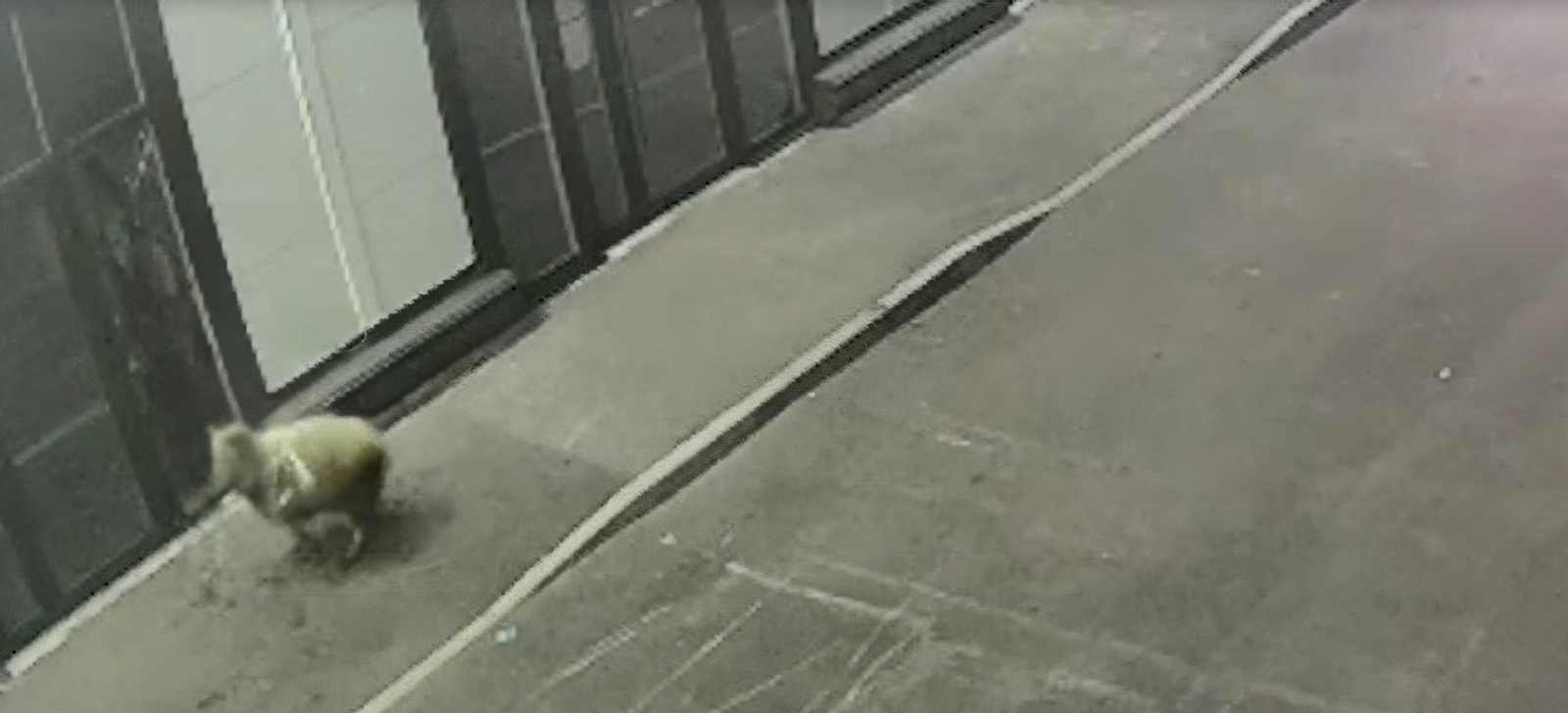 В Нуримановском районе Башкирии баран предпочел колбасу свежей траве