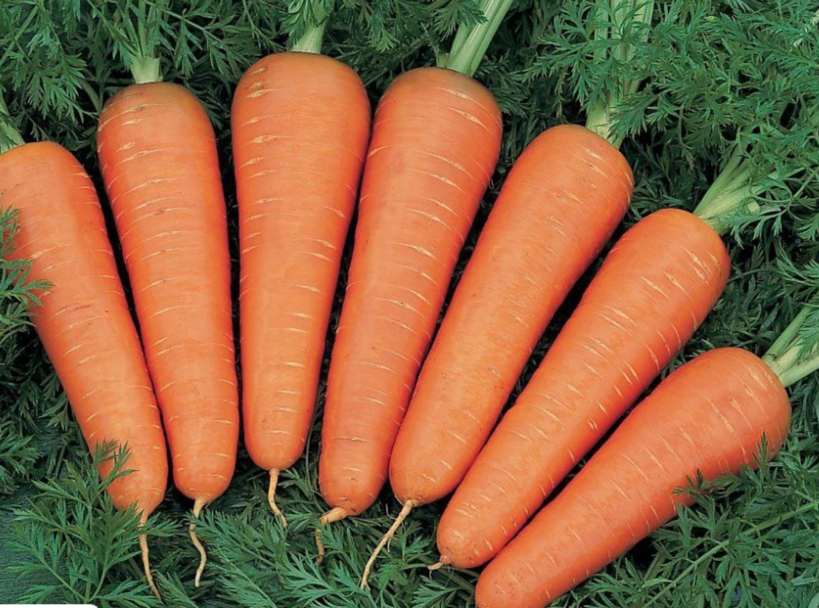 Лучшие сорта моркови в 2026 году для садоводов Башкирии