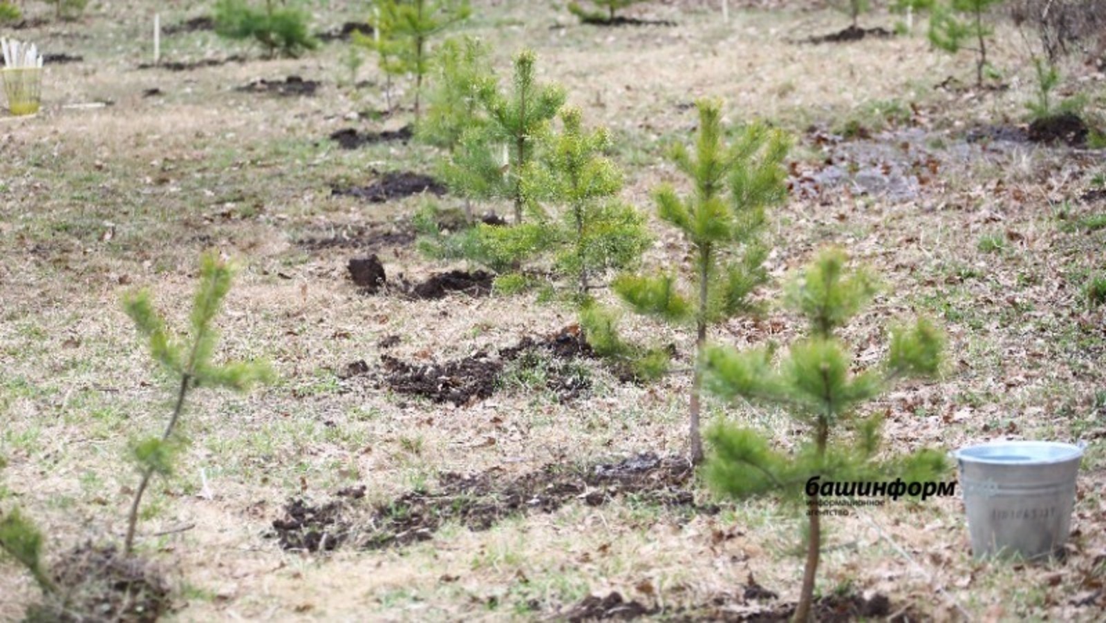 Под будущие леса в Башкирии отведут еще 6 тысяч гектаров