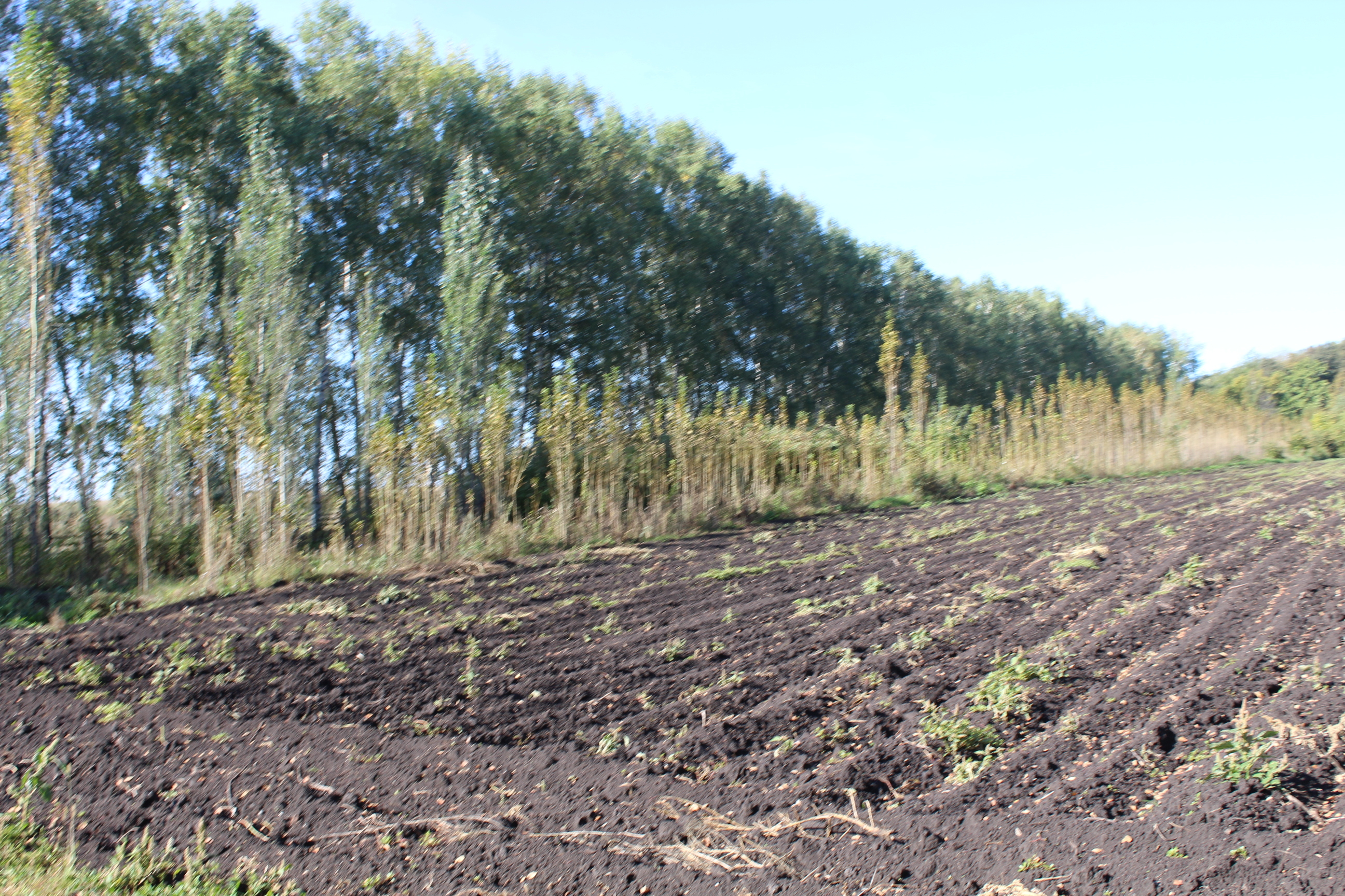 В Аургазинском районе Башкирии есть три лесничества