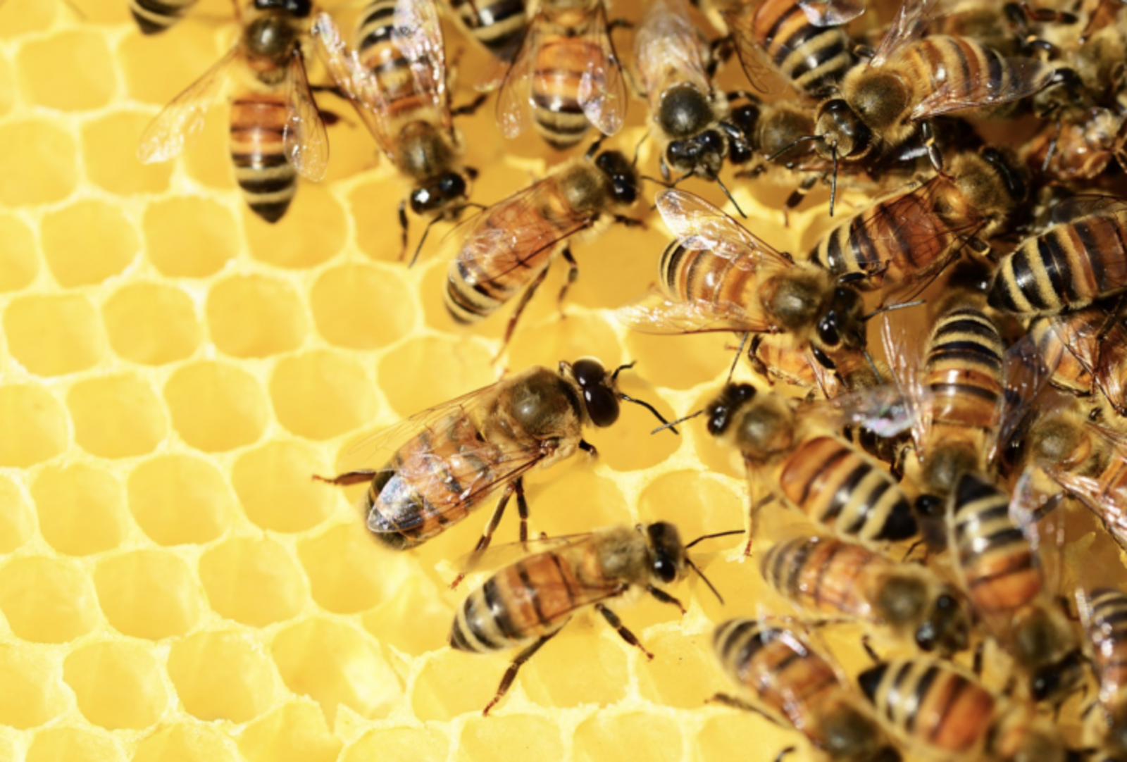 Закон для защиты пчел и обеспечения качества продукции пчеловодства примут депутаты в Башкирии