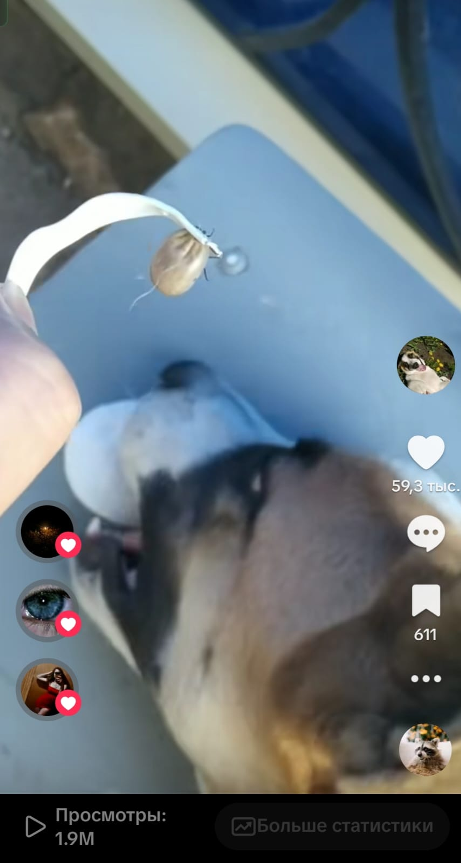 Жительница Башкирии нашла на собаке "необычного" паразита