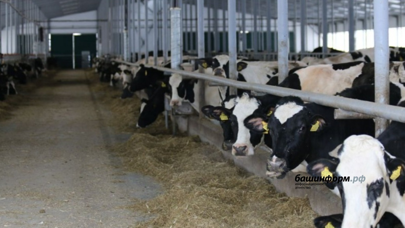 В Башкирии к 2030 году будут работать 50 индустриальных молочных ферм