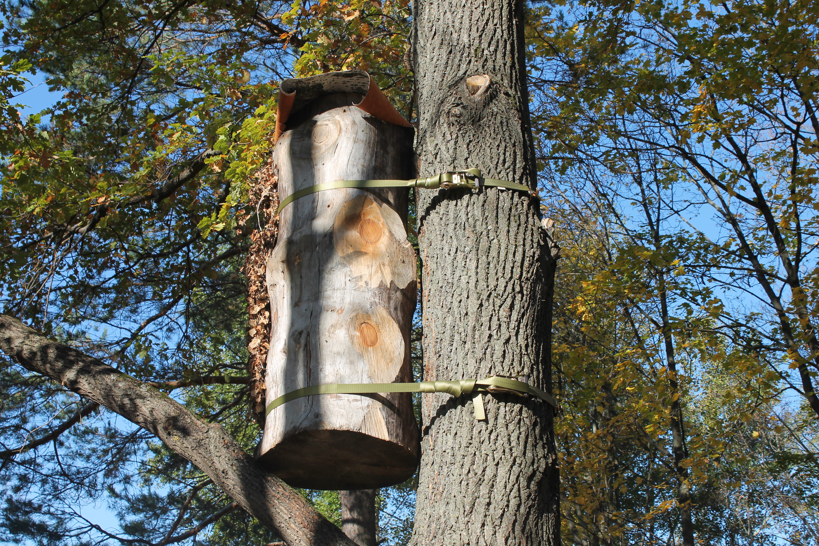 Ученые Башкирии запустили уникальный проект «Нектарный лес»