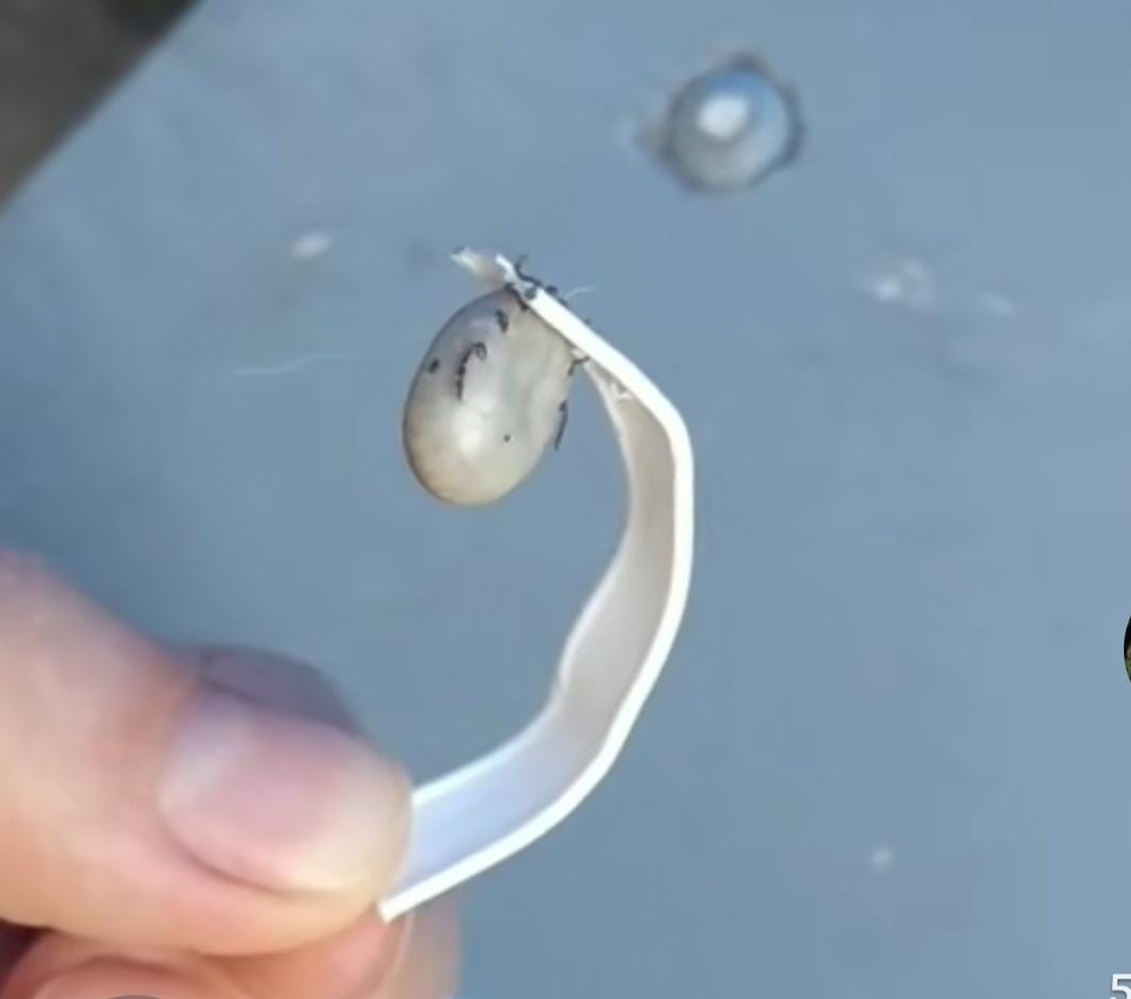 Фото: Г. Кудашева.