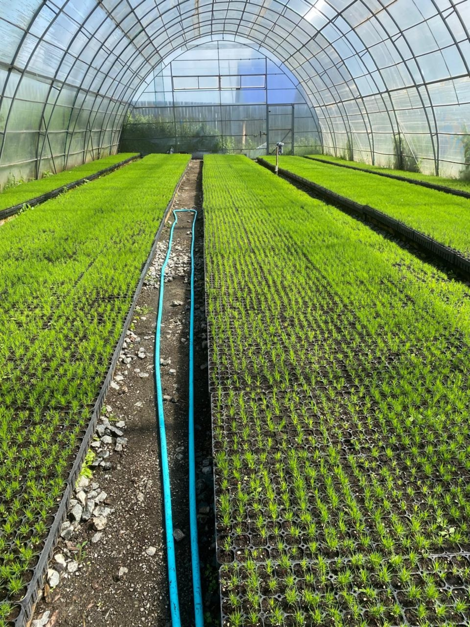 Минлесхоз Башкирии расширяет сеть тепличных комплексов