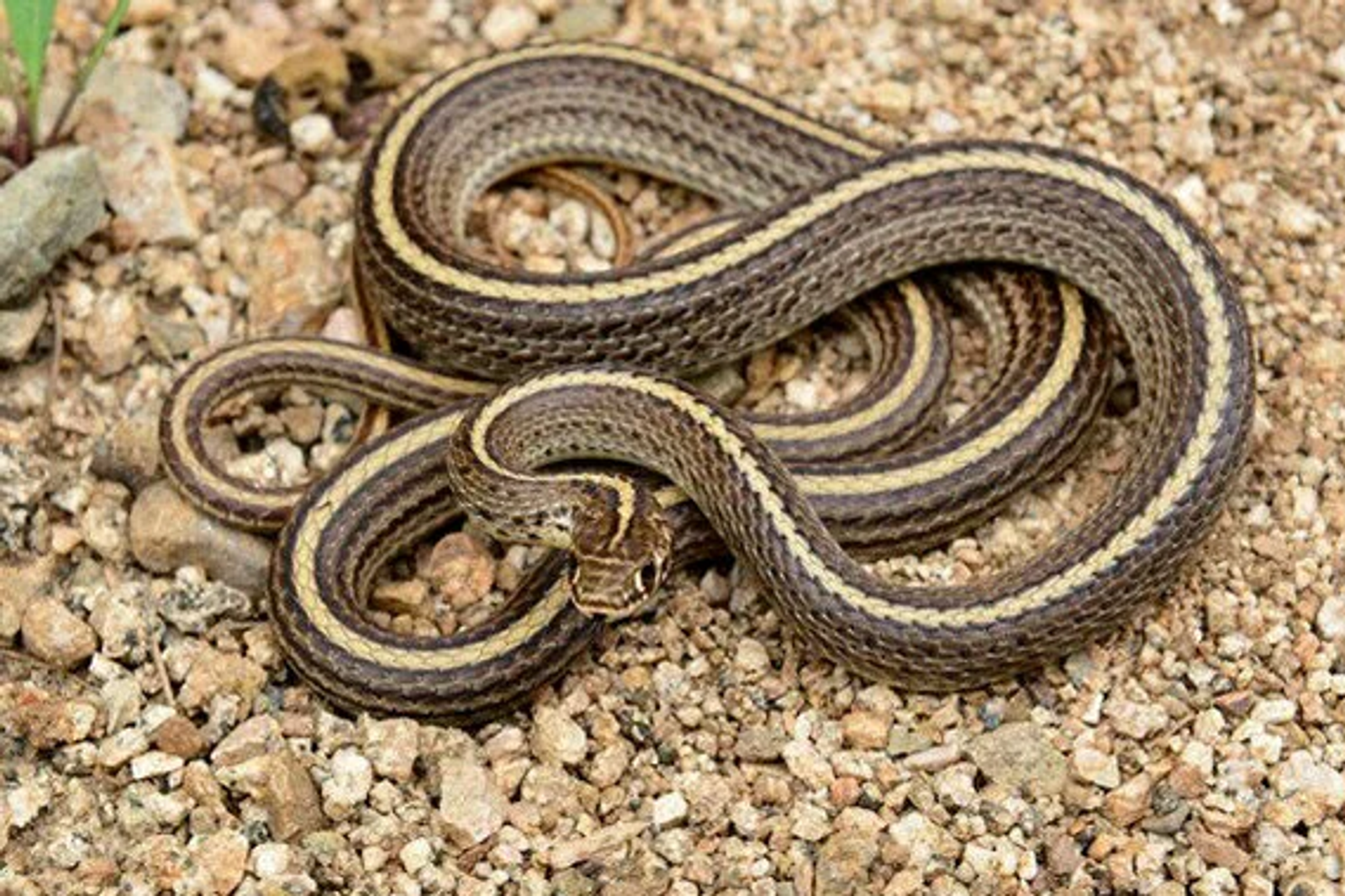 Хозяин змеи был укушен ниже пояса в Башкирии