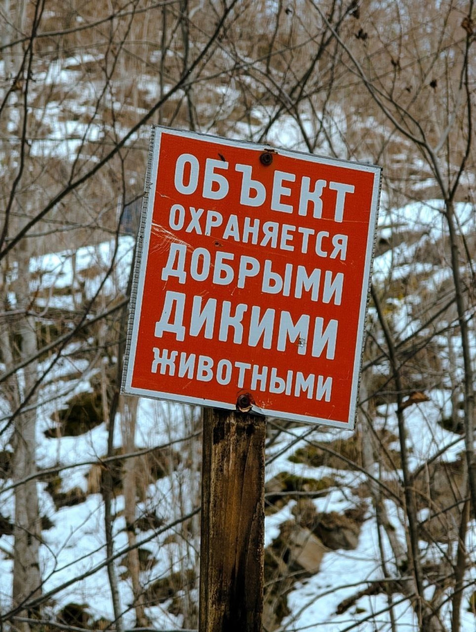 Евгений Харжевский / ТГ-канал  В Башкирии медведь напал на сноубордиста