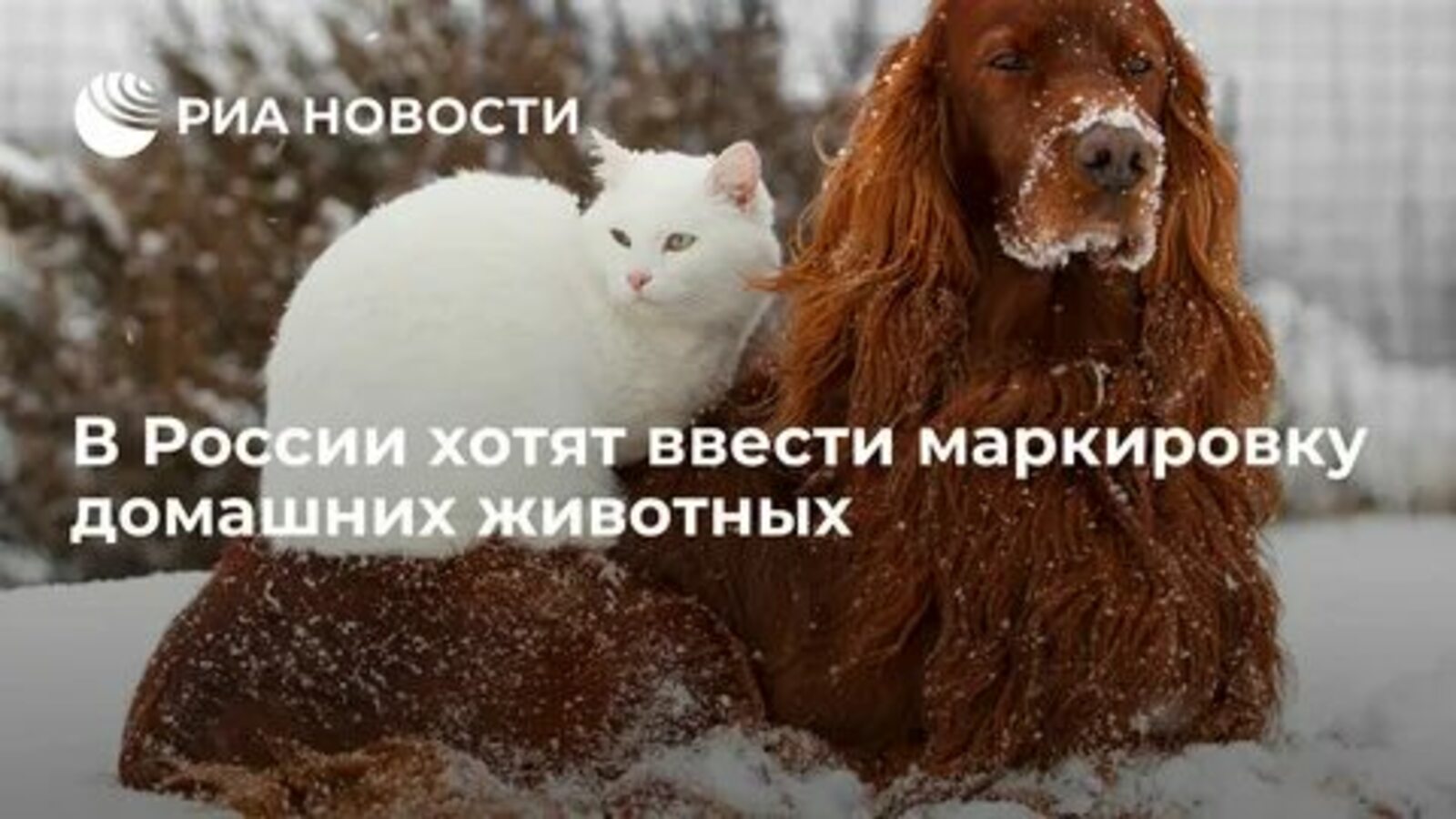 В России планируют ввести обязательную маркировку домашних животных