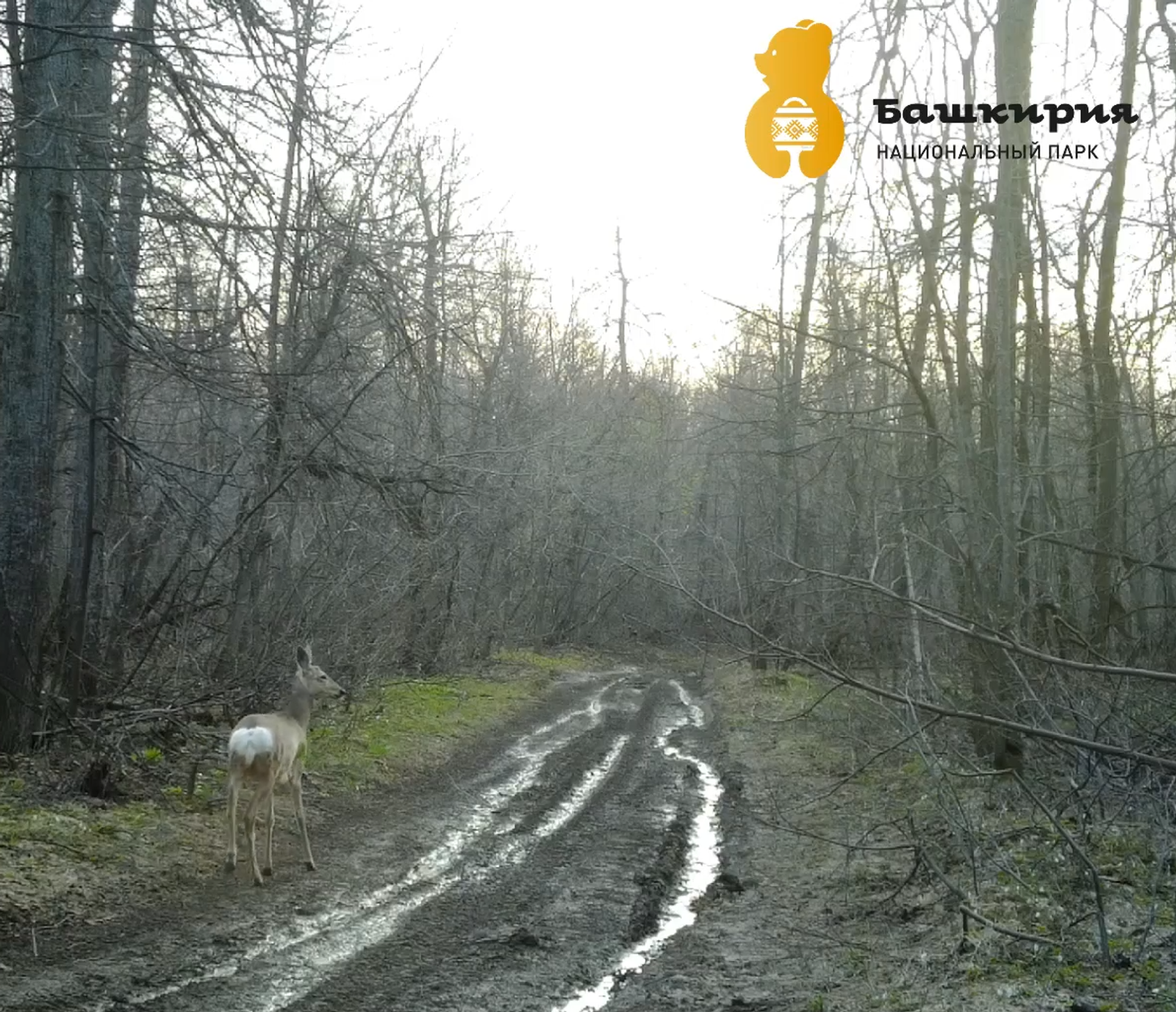 Фото: скриншот видео.