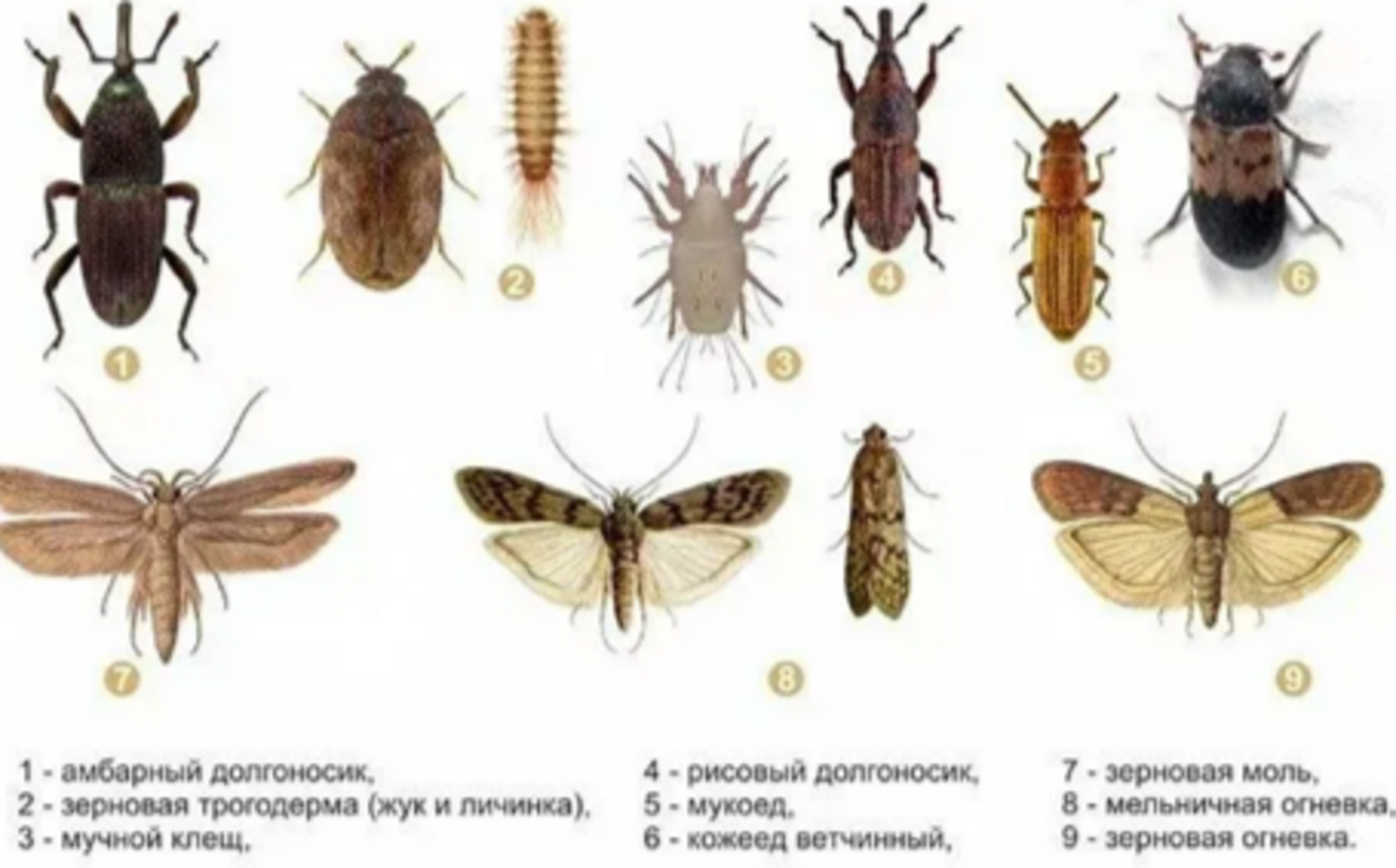 Как избавляться от амбарных вредителей