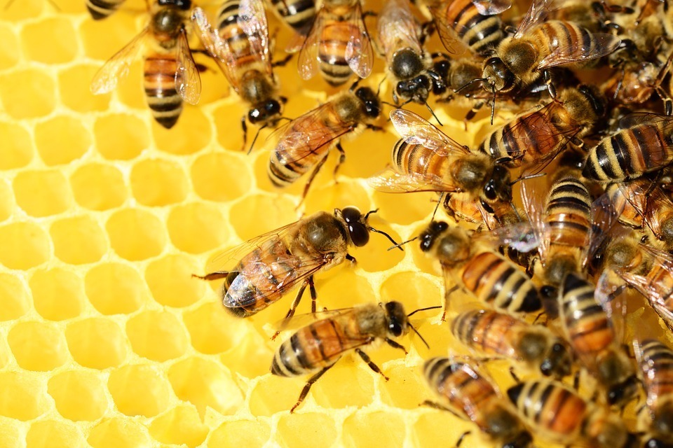 Пчеловодам Башкирии компенсируют гибель пчел от травли вредителей
