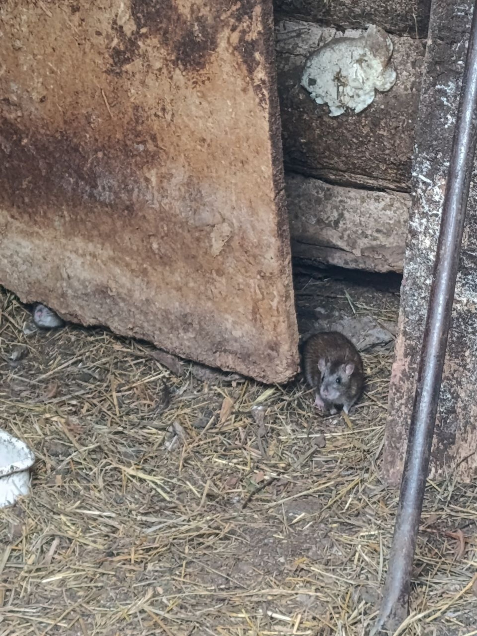 Люция Дистанова (Буздякские новости)