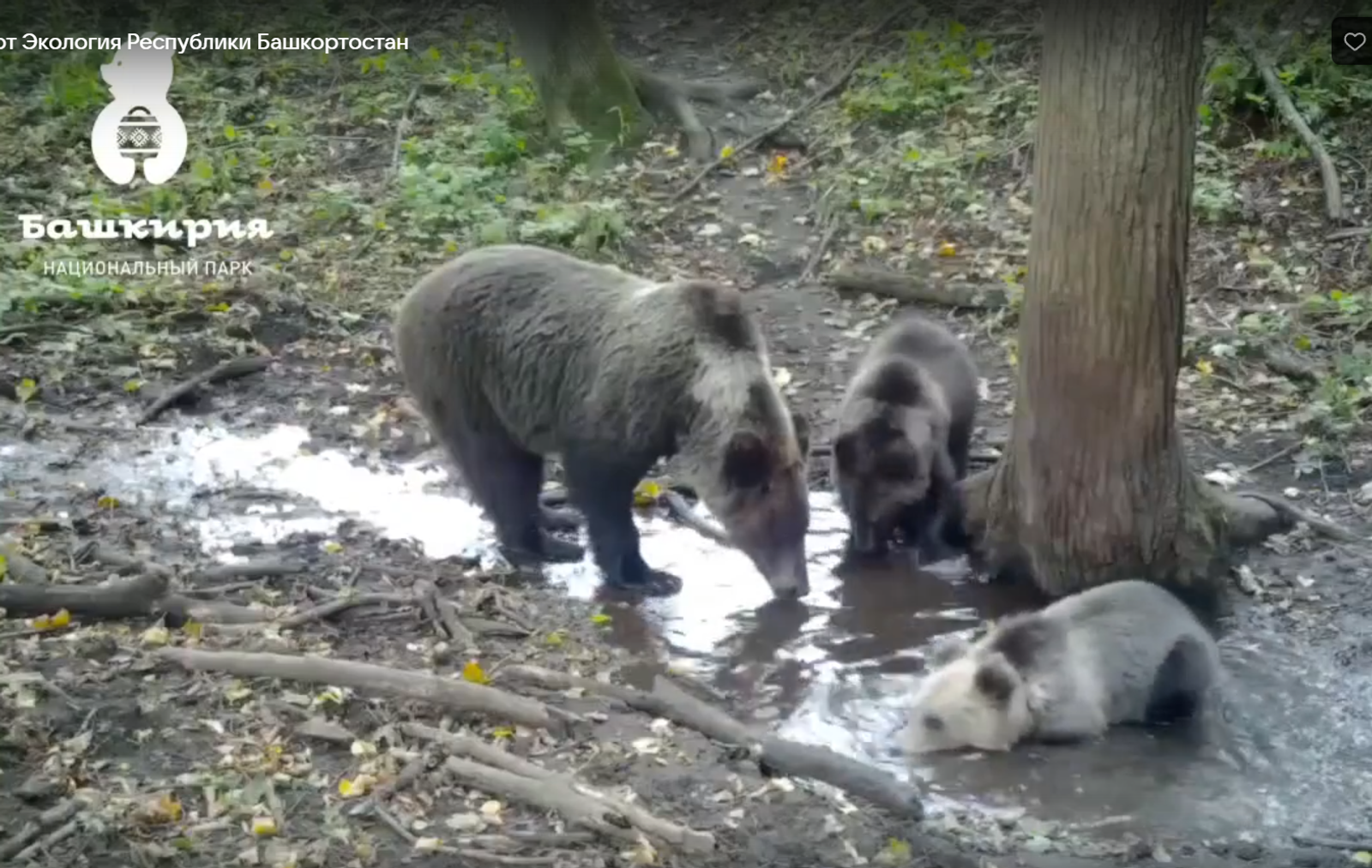 Фото: скриншот видео