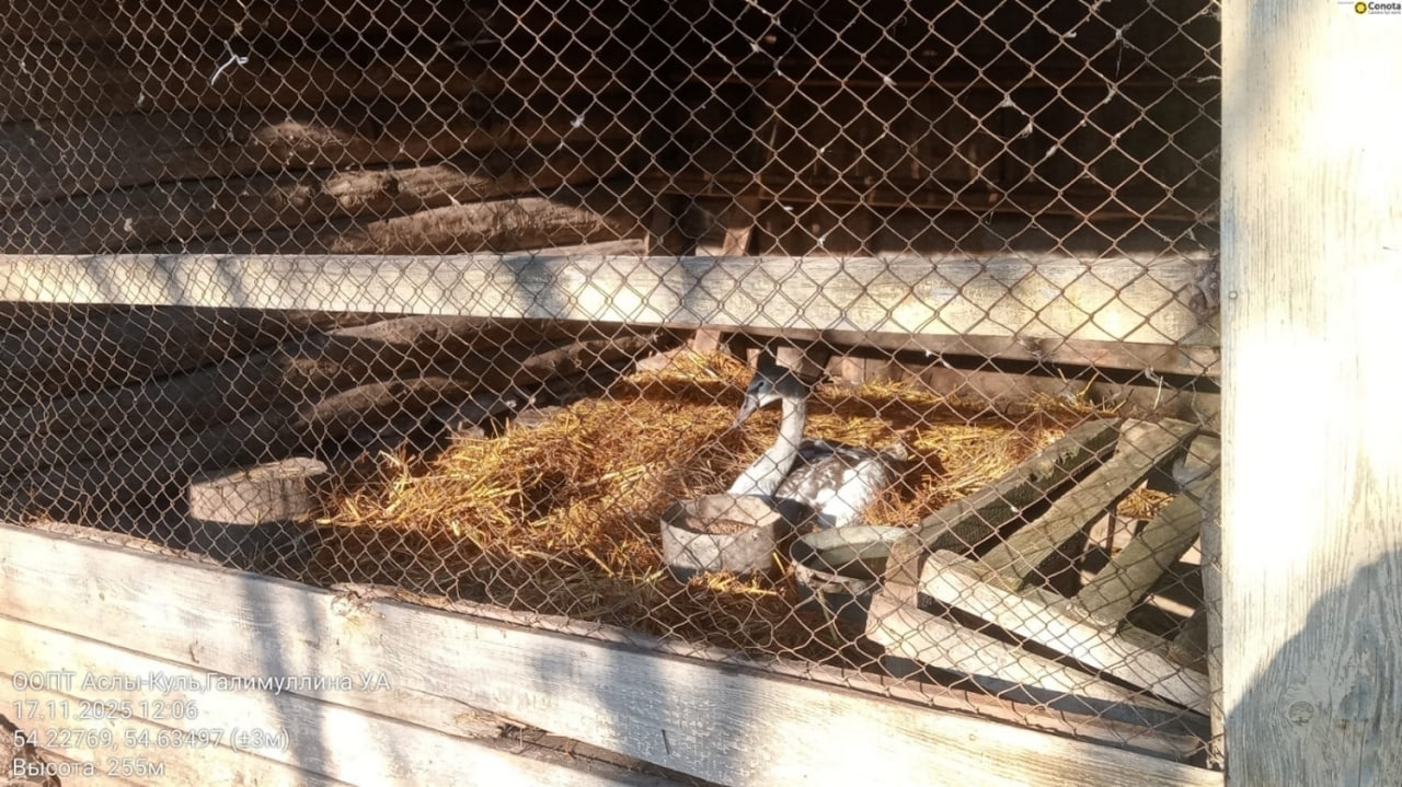 В Башкирии спасли подросшего птенца лебедя