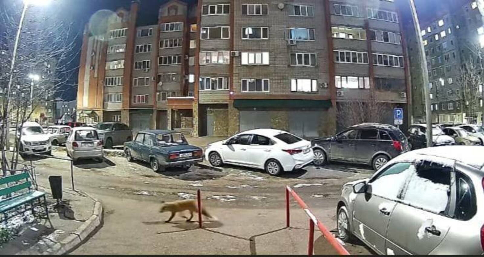 очевидцы В Башкирии по улицам  Стерлитамака разгуливает лиса