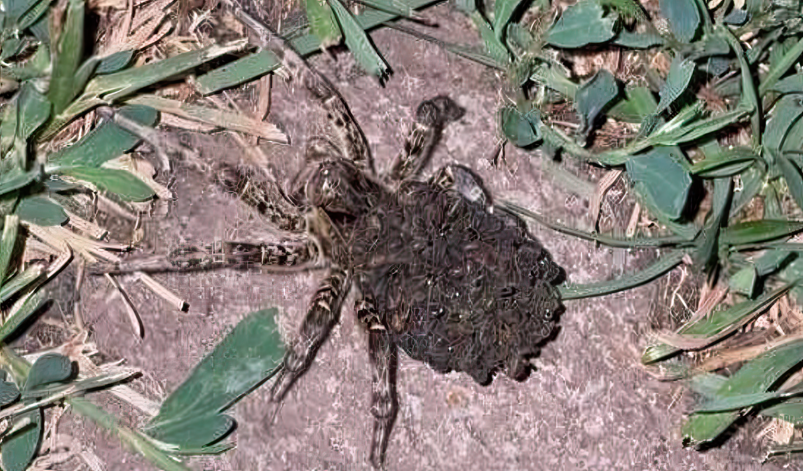 Аургазинцев напугал необычный паук