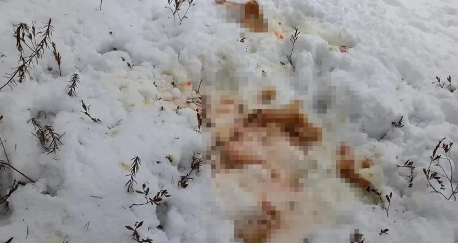 "На Земле Салавата" В Башкирии волк напал на частное подворье