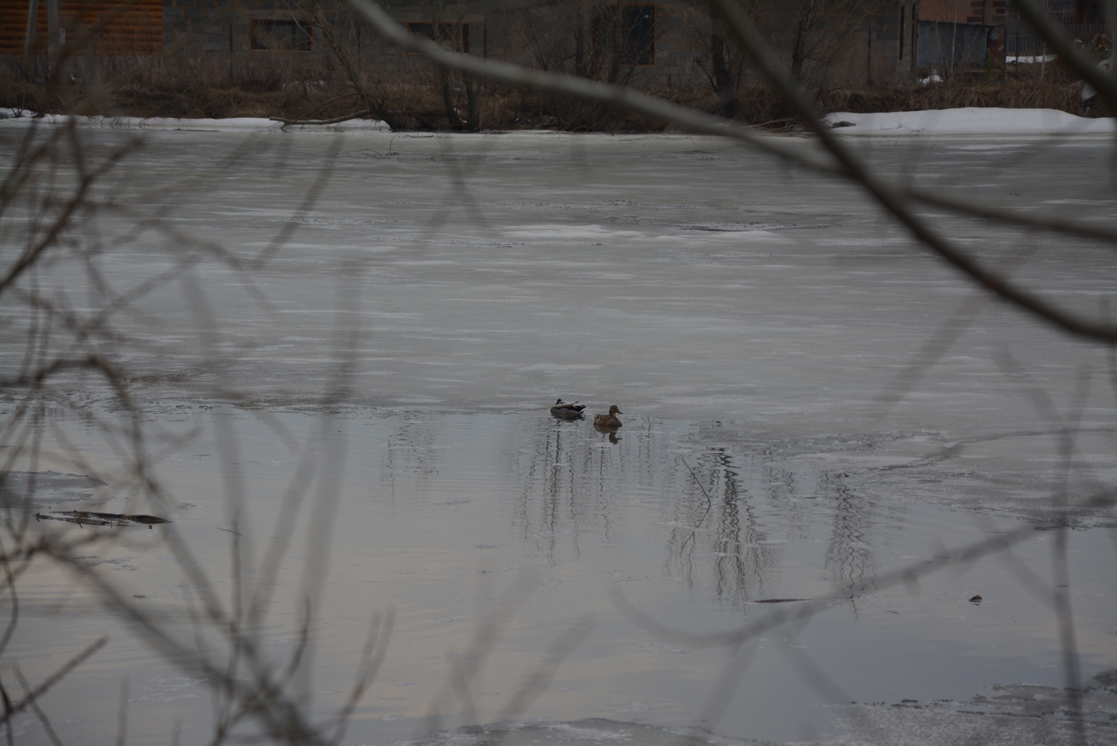 В Аургазинский район Башкирии вернулись Толбик и Аза