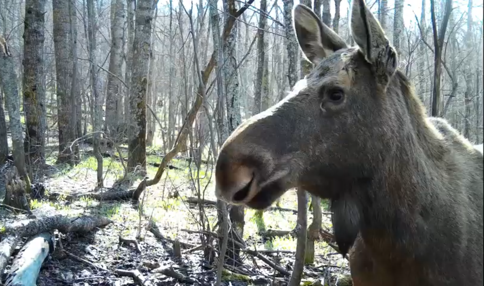 Фото: скриншот видео "Национального парка "Башкирия".