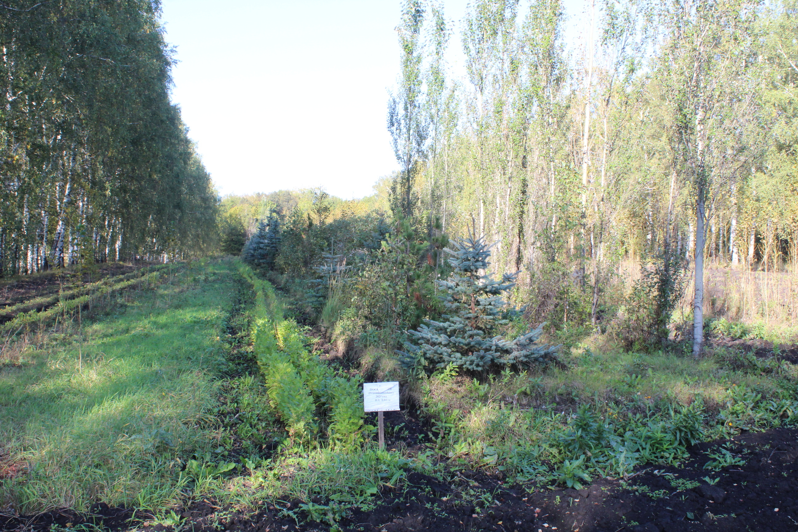 В Аургазинском районе Башкирии есть три лесничества