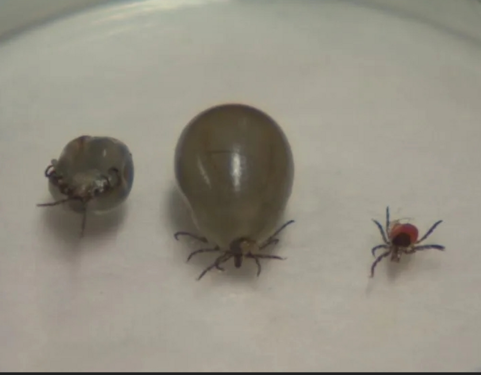 Названы 10 районов Башкирии с высоким риском заражения клещевым энцефалитом