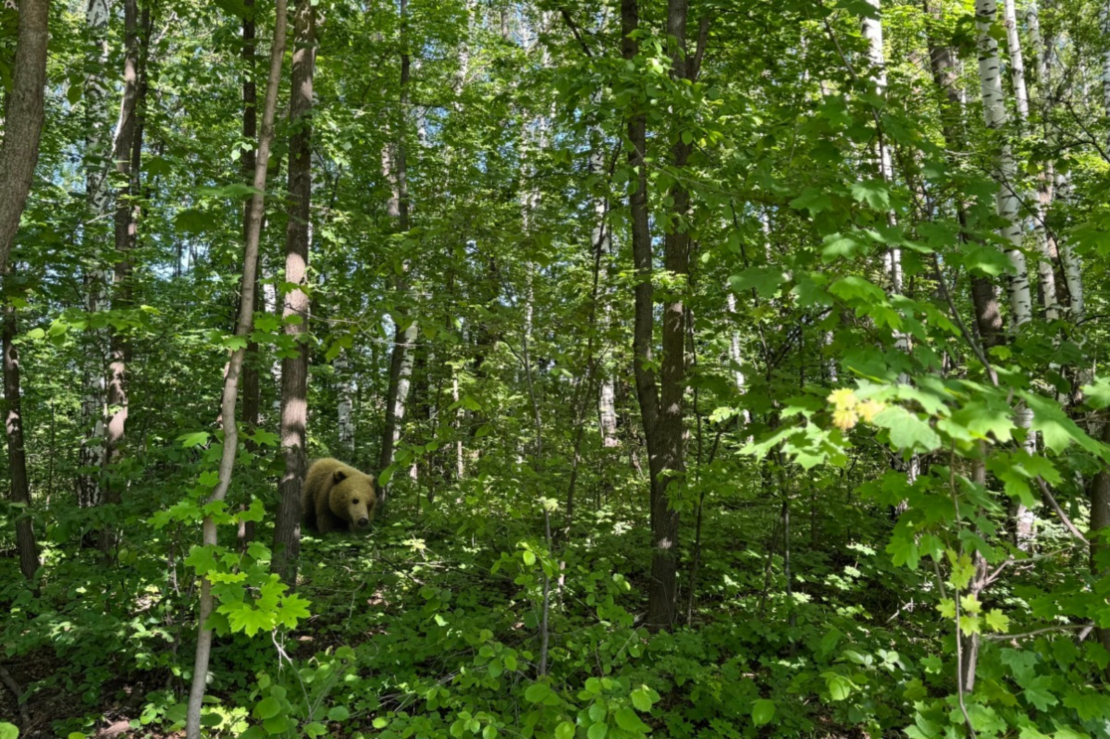 Фотоколлаж