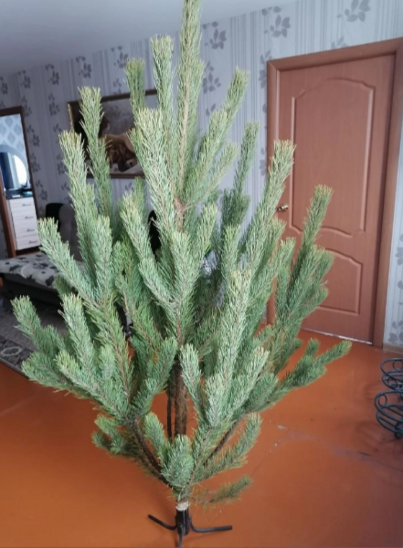 Опасные клещи на ёлке: правда или новогодний миф?⁠