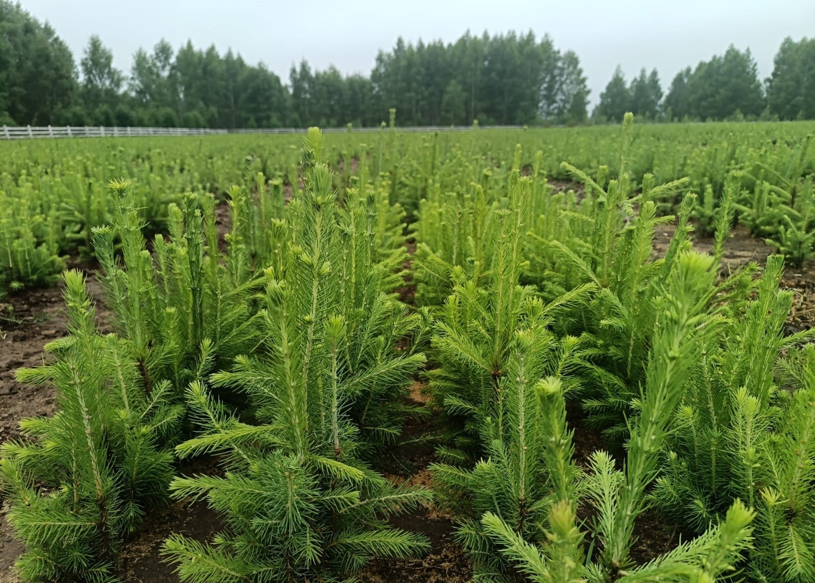 В Башкирии по проекту «Сохранение лесов» выращено 48,6 млн посадочного материала