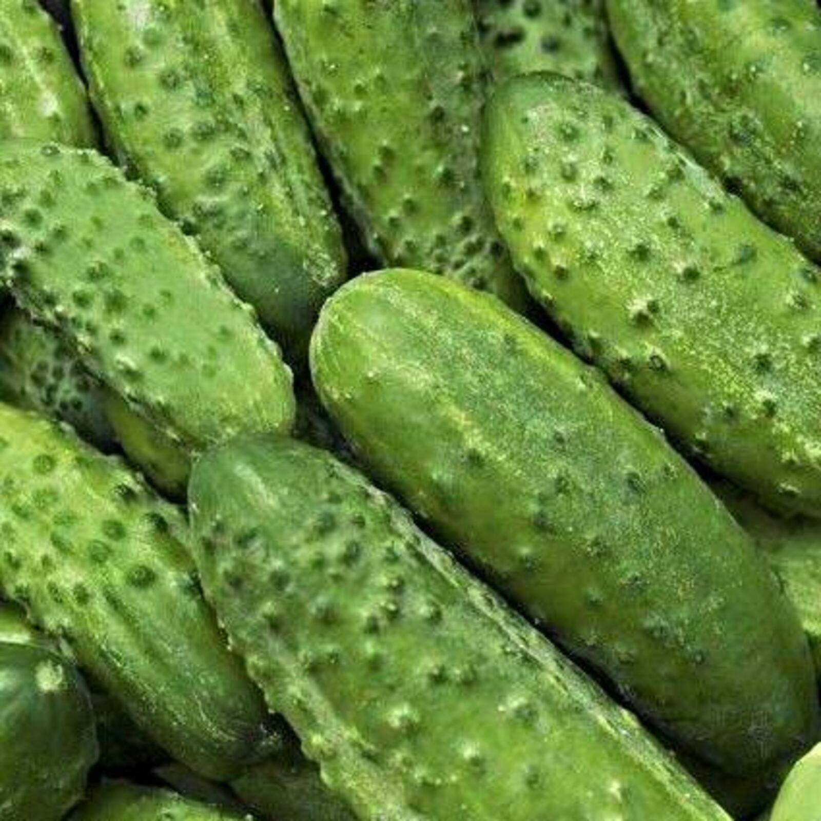 Агроном из Башкирии назвала лучшие сорта огурцов