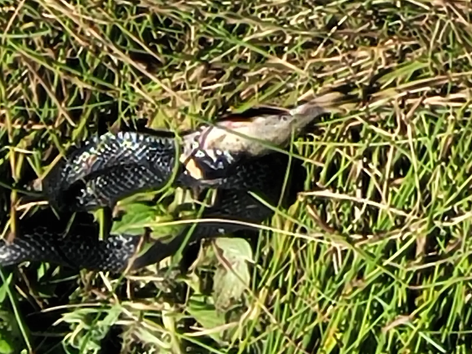 Рыбаки из Аургазинского района Башкирии столкнулись с прожорливой змеей