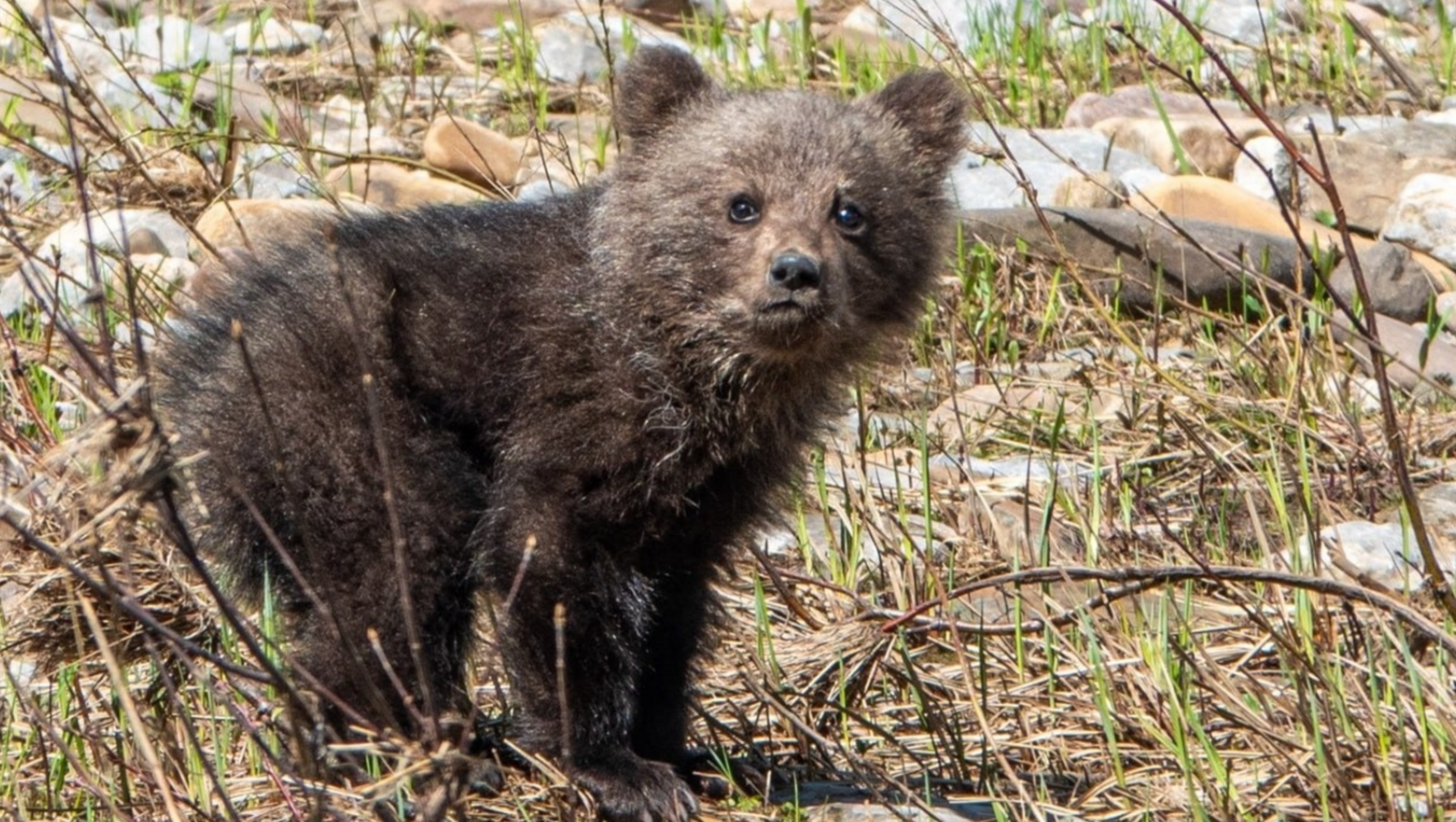 Медвежонок-сирота ищет маму в национальном парке Башкирии