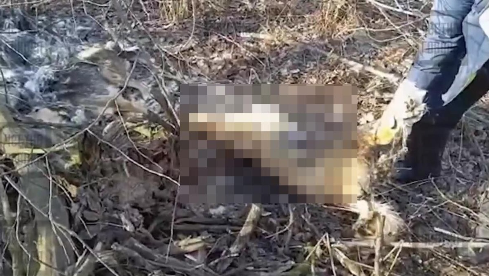 В одном из городов Башкирии незаконно убивают собак