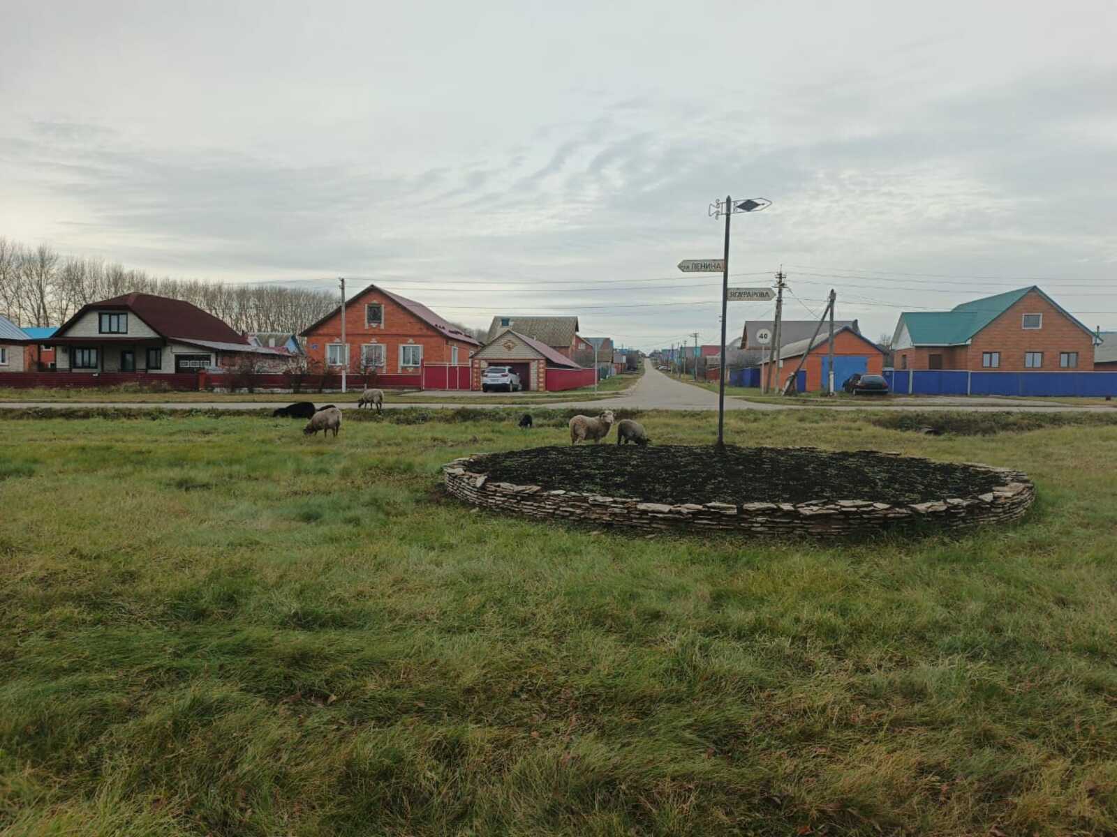 В Толбазах стадо баранов прогуливается по общественным клумбам