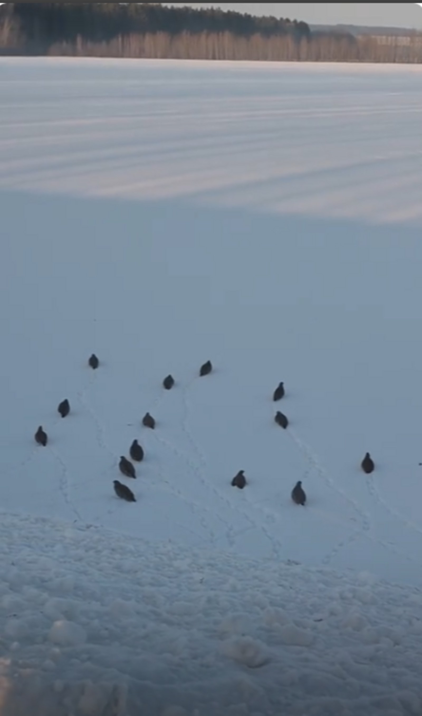 Фото: скриншот видео З. Галиевой