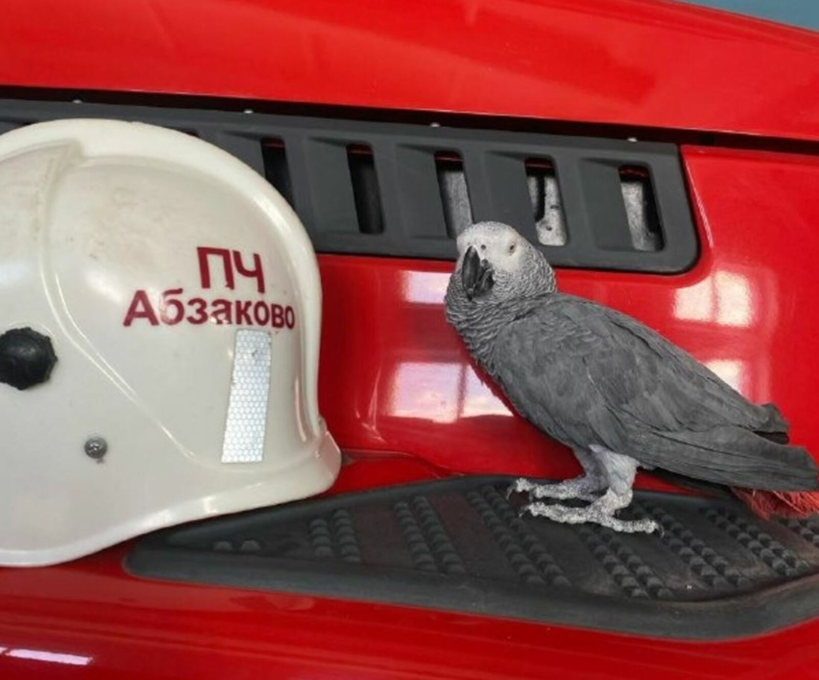 Попугай жако стал талисманом пожарных в Башкирии