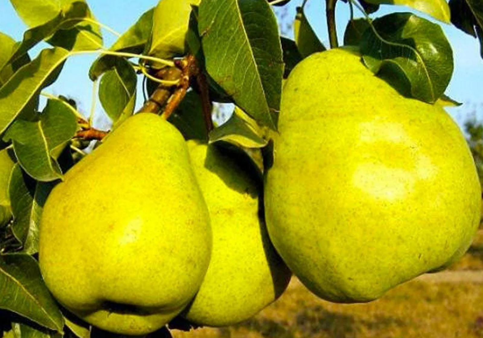 Лучшие сорта груш для сада в Башкирии